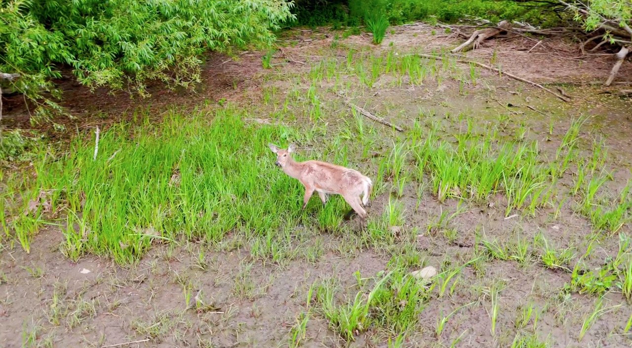 Petite embarcation sur l'eau près d'un rivage verdoyant