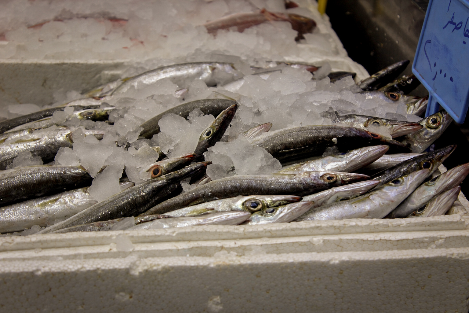 Des rangées de poissons argentés sur la glace