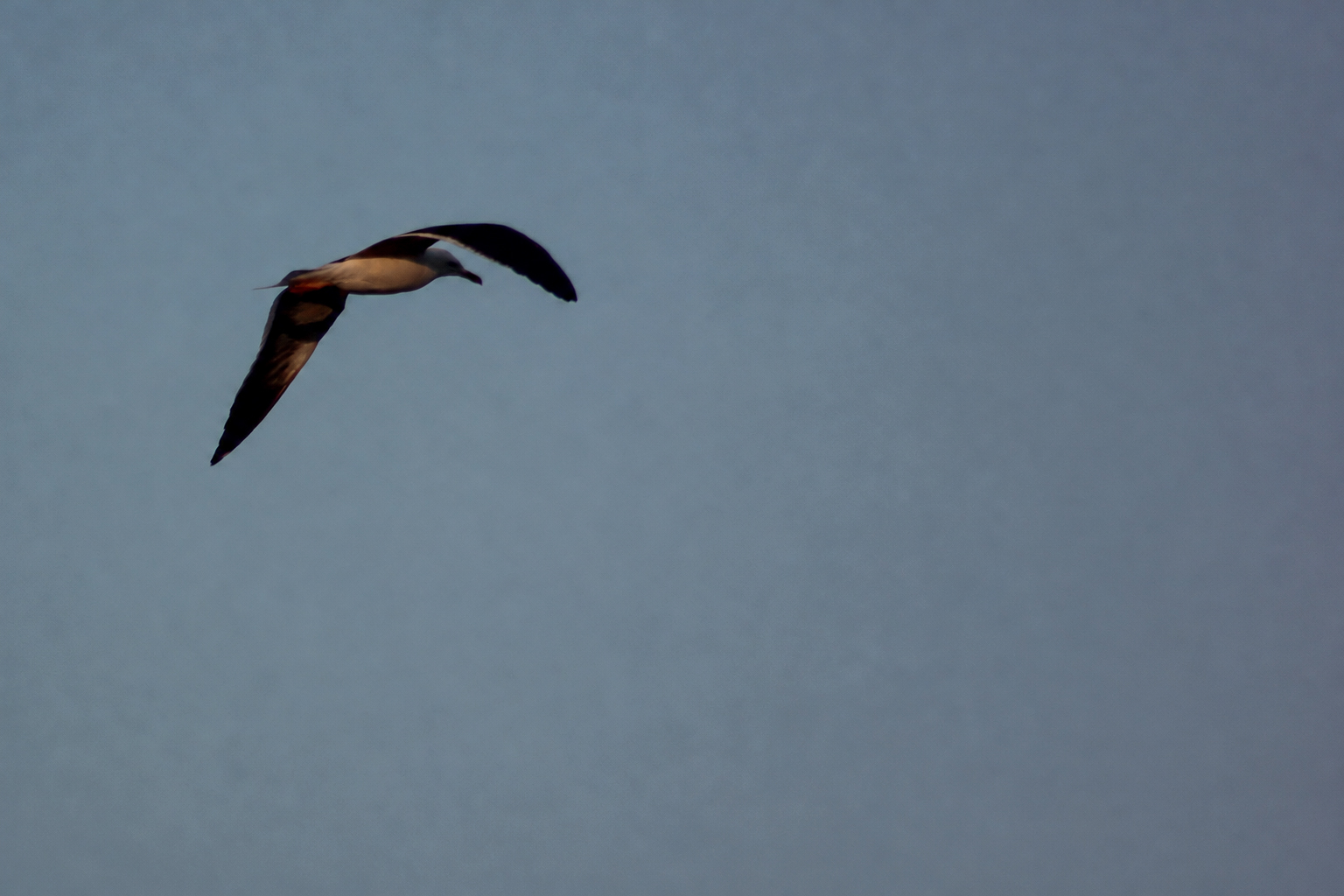 Un oiseau de mer qui plane au-dessus de l'eau