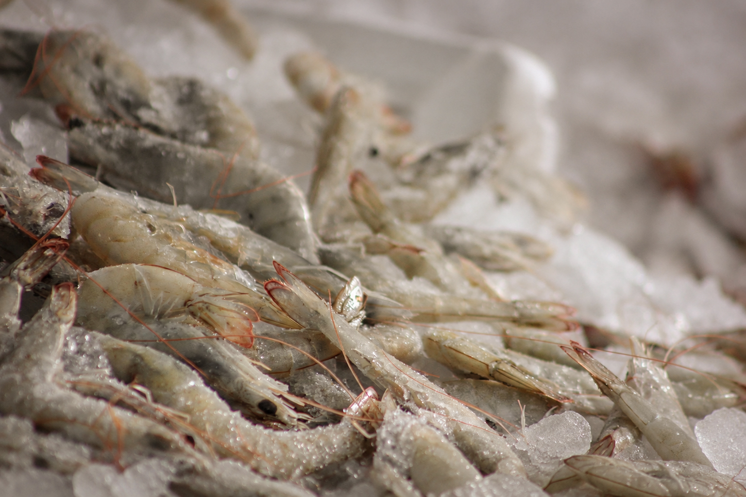 Des crevettes crues empilées sur la glace