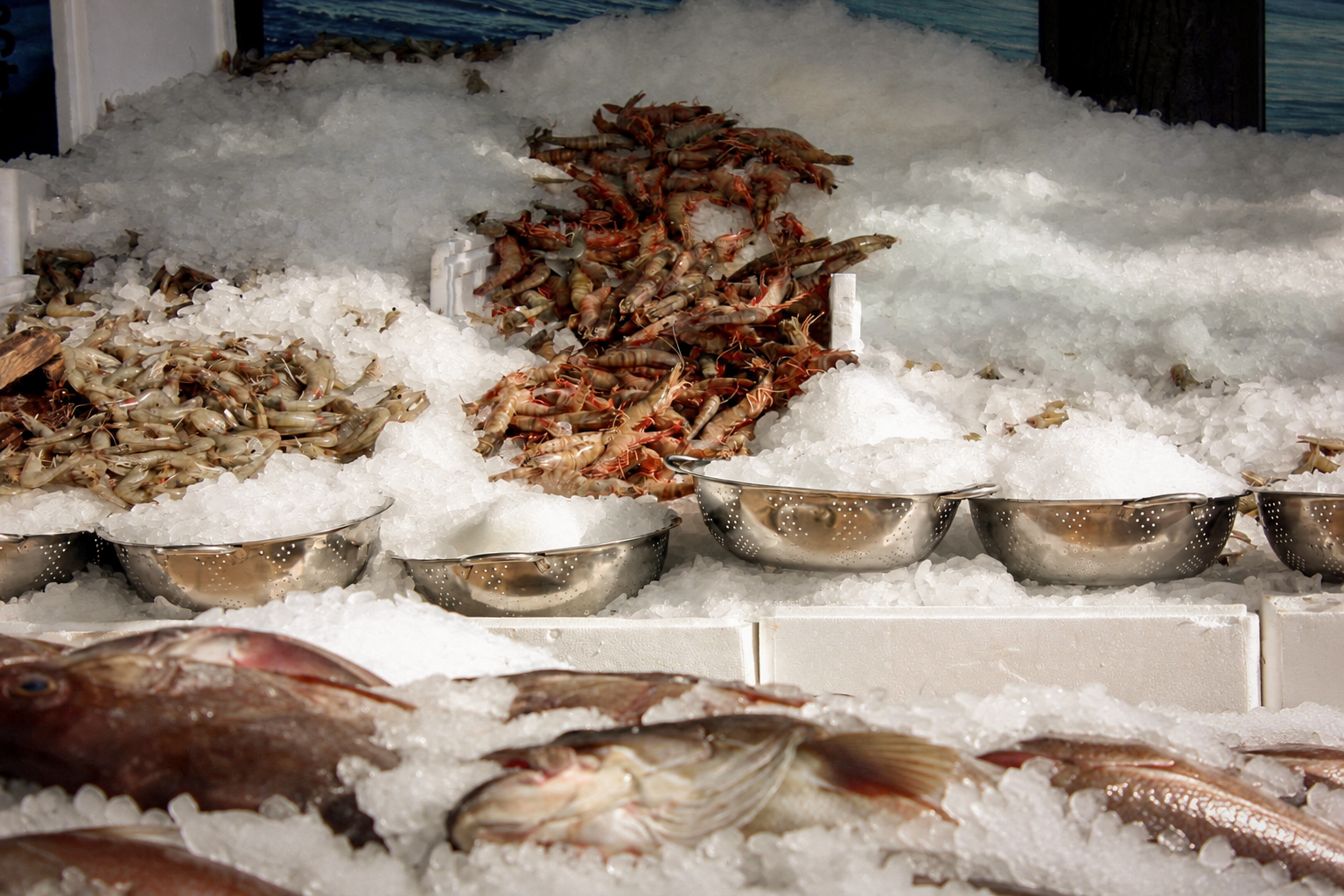La pêche du jour sur la glace : crevettes, poissons et fruits de mer