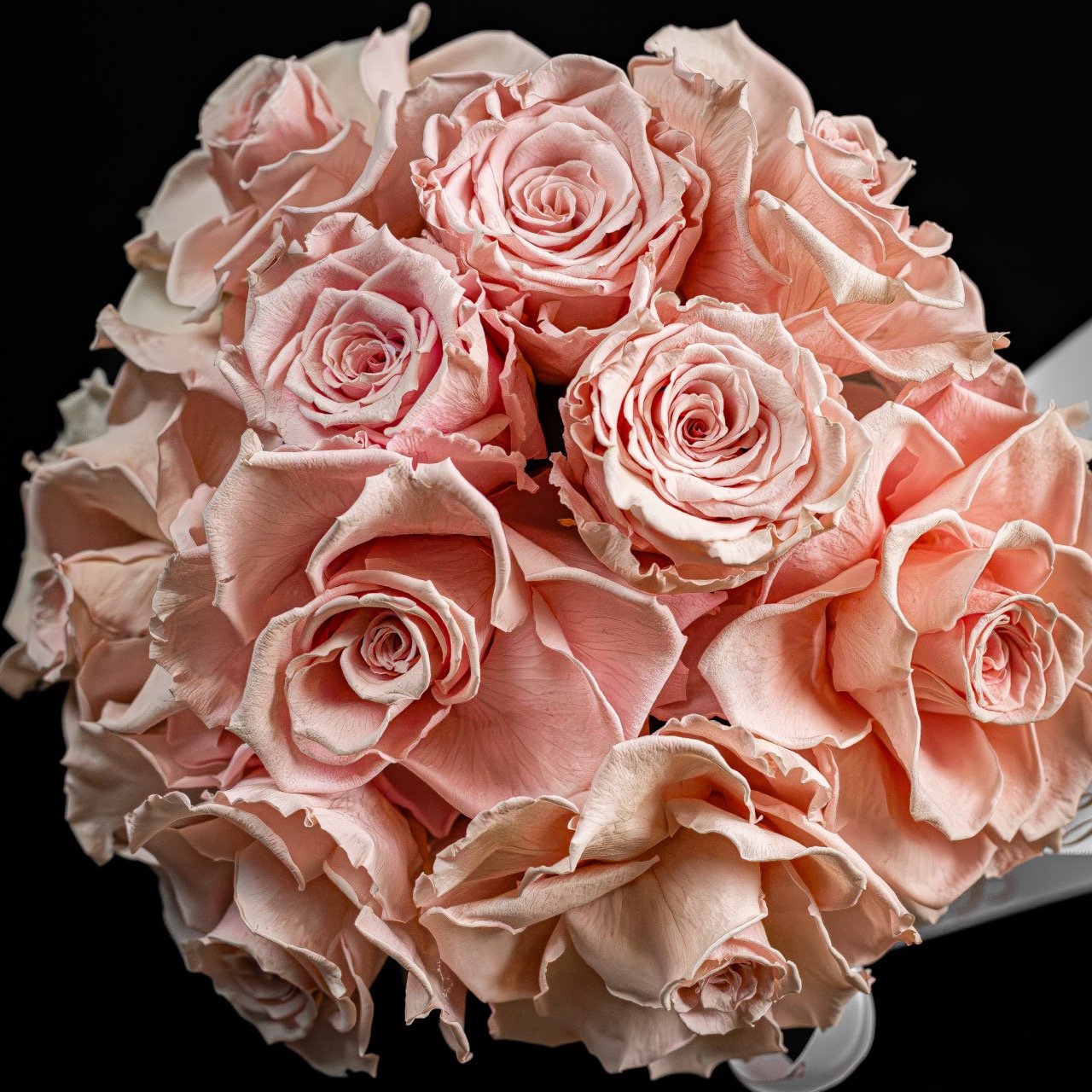 Fleurs roses en nature morte