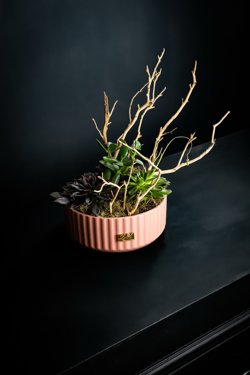 Bonsaï en nature morte