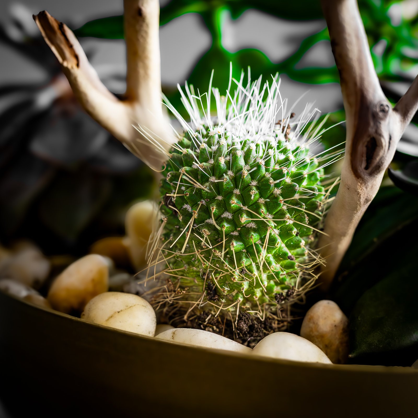 Arrangement de succulentes