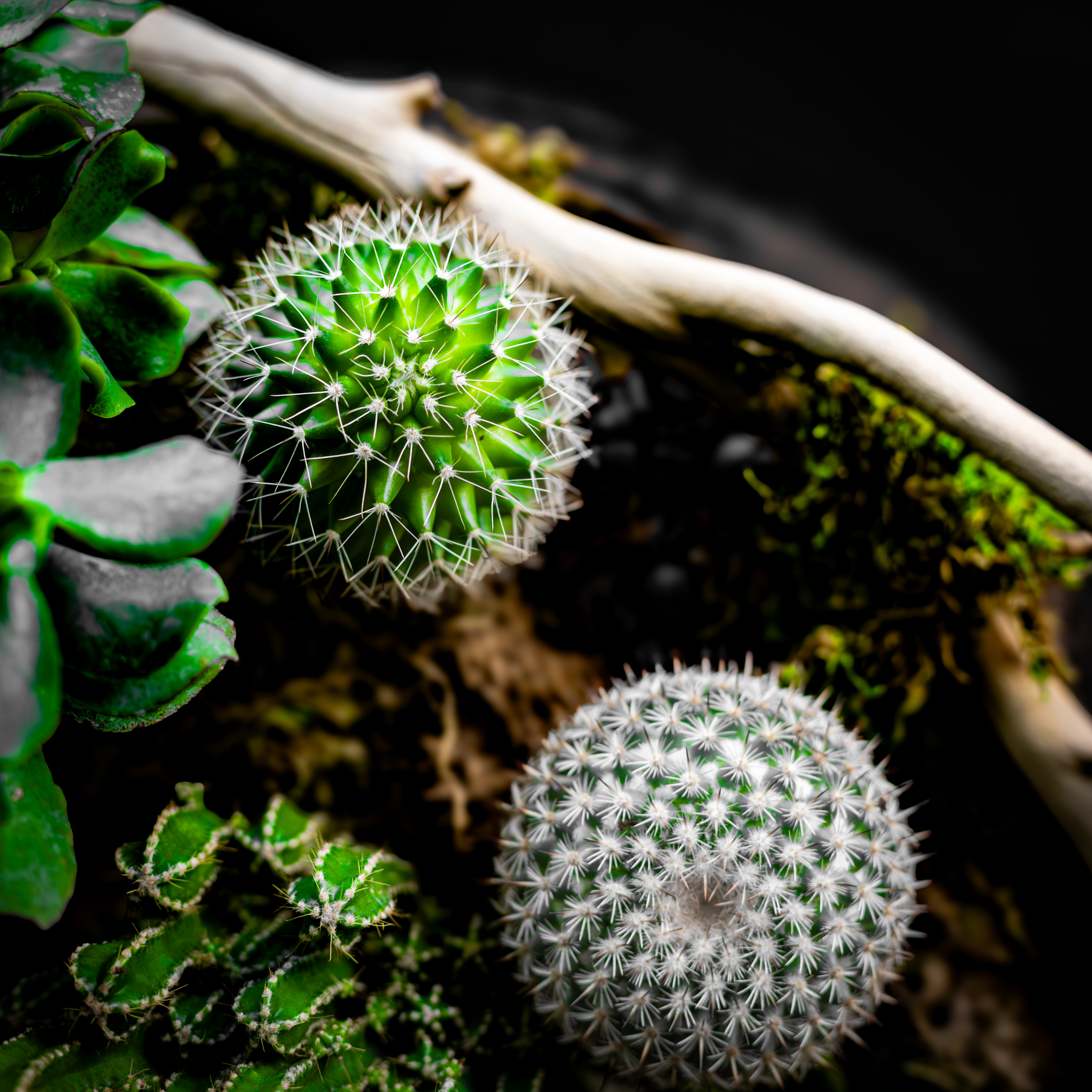 Still Life Photo of moss balls (kokedama).